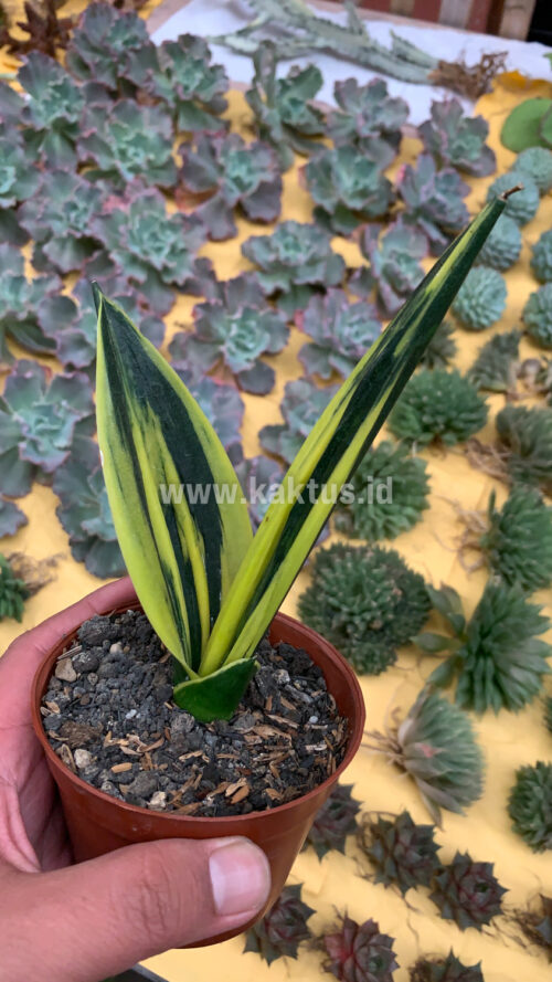 Sansevieria Gold Flame Pipe Leaf, real gallery image #16 plants. Picture taken directly from kaktus.id community Sansevieria farmer green houses.