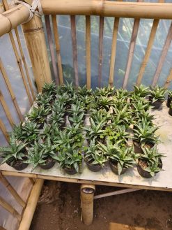 Sansevieria Sweet Calery, real gallery image #1 plants. Picture taken directly from kaktus.id community Sansevieria farmer green houses.