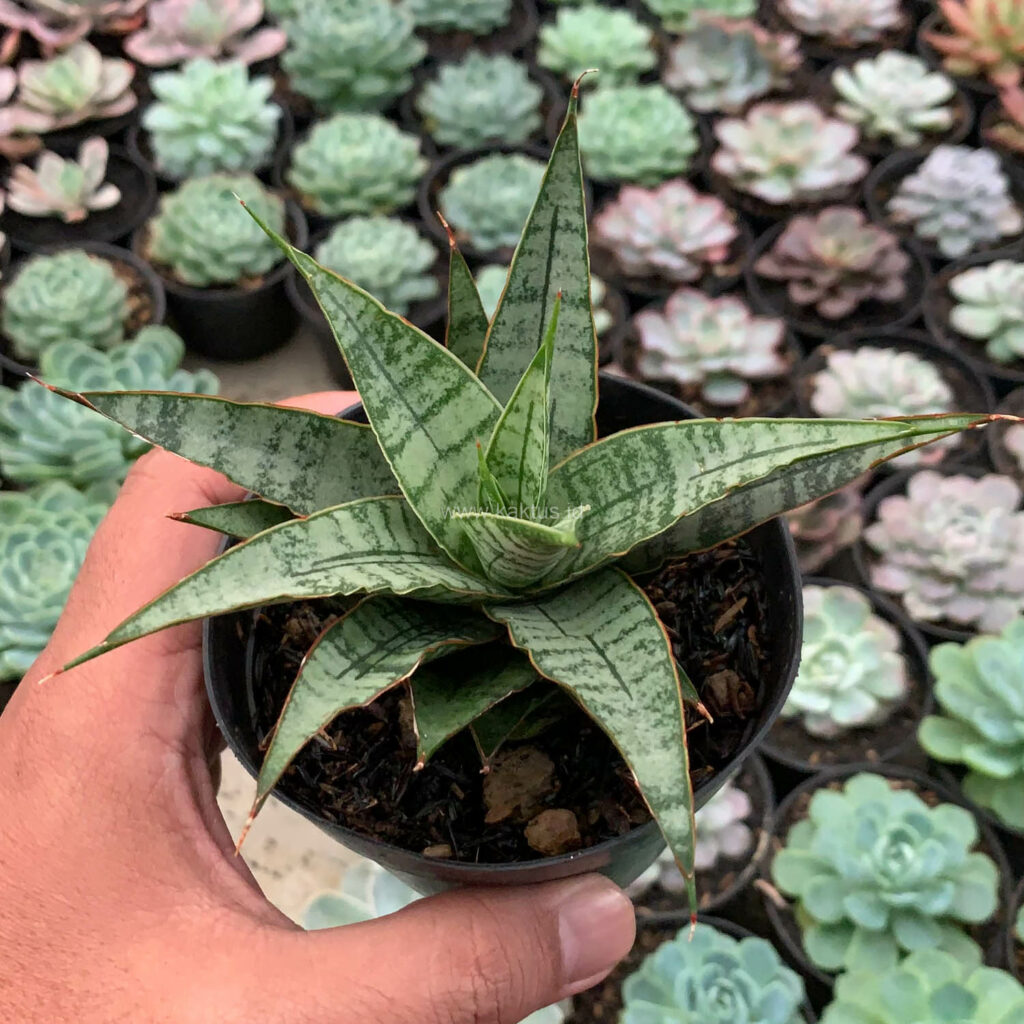 kaktus.id