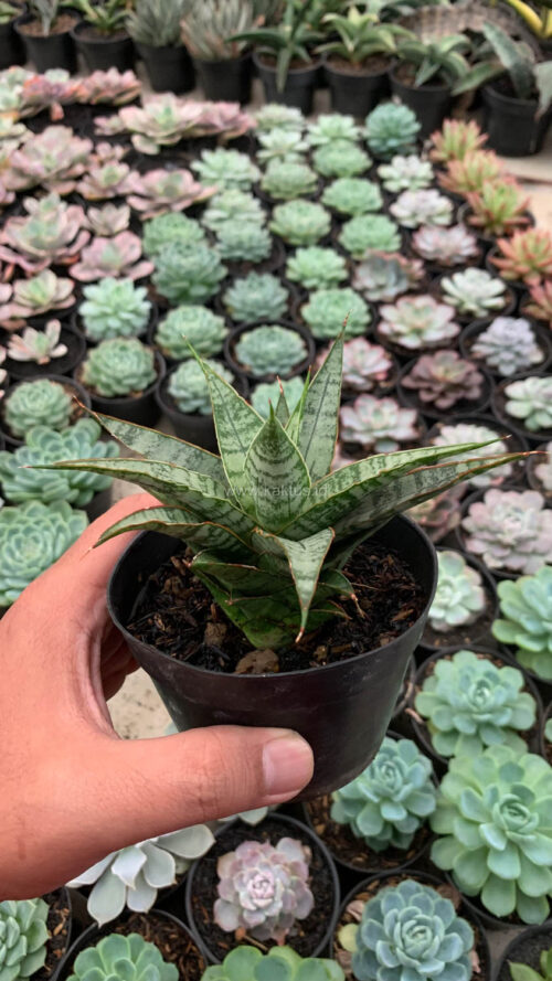 Sansevieria Sweet Calery, real gallery image #3 plants. Picture taken directly from kaktus.id community Sansevieria farmer green houses.