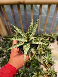 Sansevieria Sweet Calery, real gallery image #4 plants. Picture taken directly from kaktus.id community Sansevieria farmer green houses.