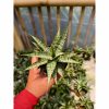 Sansevieria Sweet Calery, real feature image plant. Picture taken directly from kaktus.id community Sansevieria farmer green houses.