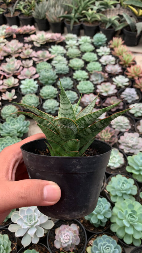 Sansevieria Sweet Calery, real gallery image #5 plants. Picture taken directly from kaktus.id community Sansevieria farmer green houses.