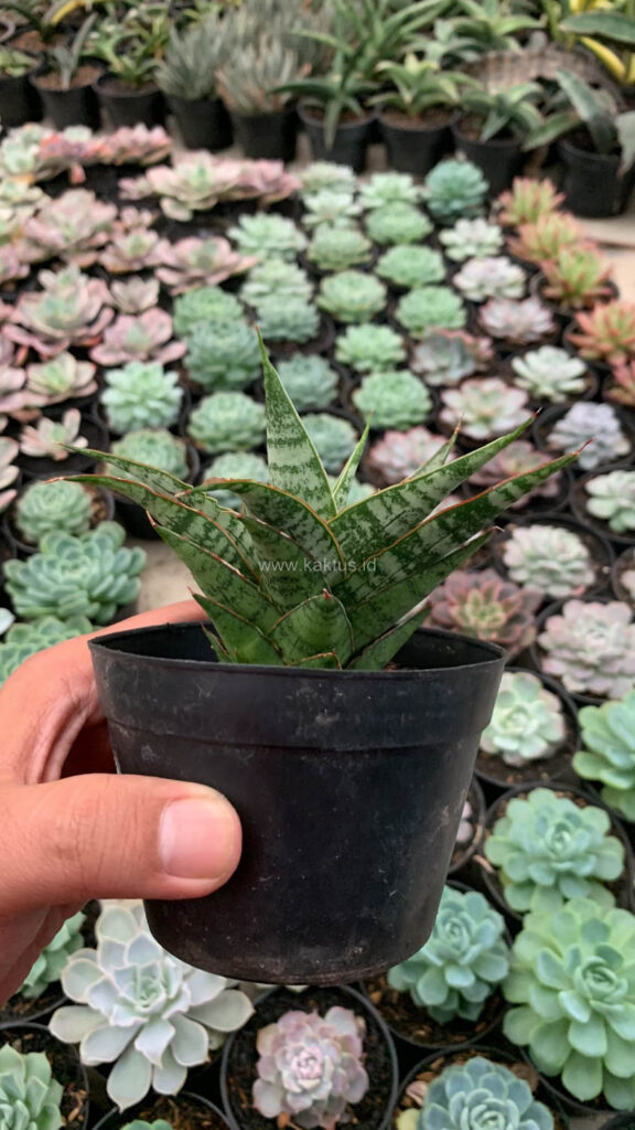 kaktus.id