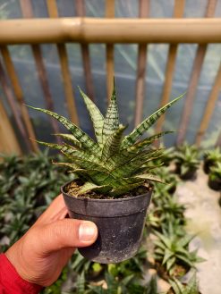 Sansevieria Sweet Calery, real gallery image #6 plants. Picture taken directly from kaktus.id community Sansevieria farmer green houses.