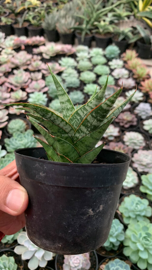 kaktus.id