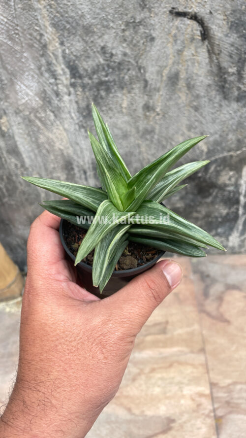 Haworthia Pentagona Silver, real gallery image #10 plants. Picture taken directly from kaktus.id community Haworthia farmer green houses.