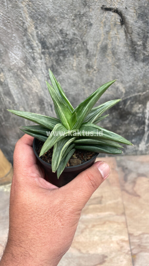 Haworthia Pentagona Silver, real gallery image #9 plants. Picture taken directly from kaktus.id community Haworthia farmer green houses.