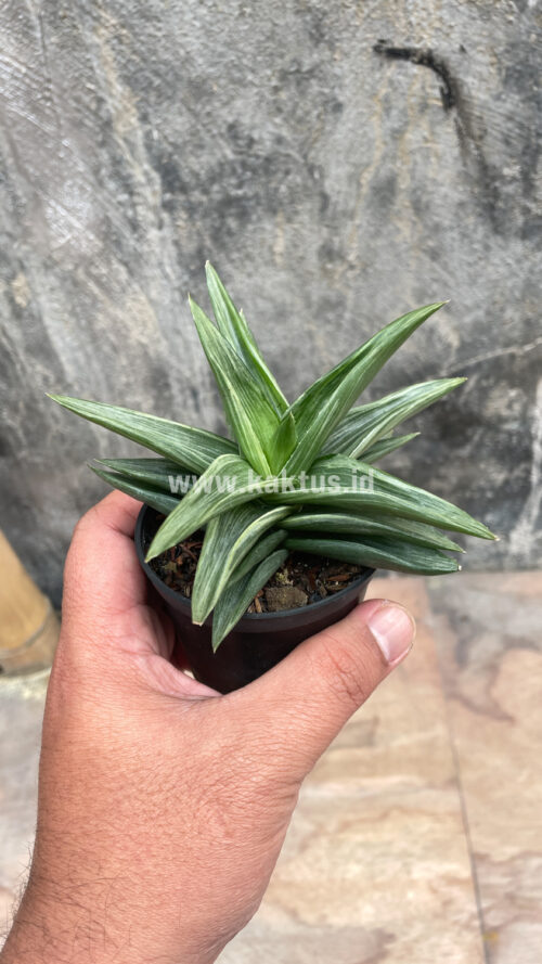 Haworthia Pentagona Silver, real gallery image #8 plants. Picture taken directly from kaktus.id community Haworthia farmer green houses.