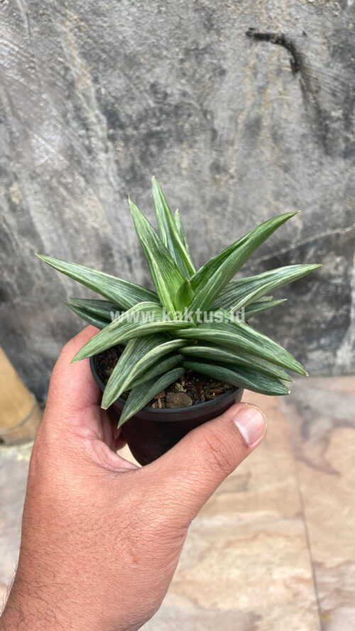 Haworthia Pentagona Silver, real gallery image #7 plants. Picture taken directly from kaktus.id community Haworthia farmer green houses.