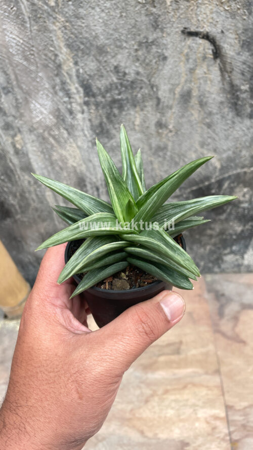 Haworthia Pentagona Silver, real gallery image #6 plants. Picture taken directly from kaktus.id community Haworthia farmer green houses.