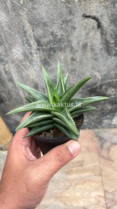 Haworthia Pentagona Silver, real gallery image #5 plants. Picture taken directly from kaktus.id community Haworthia farmer green houses.