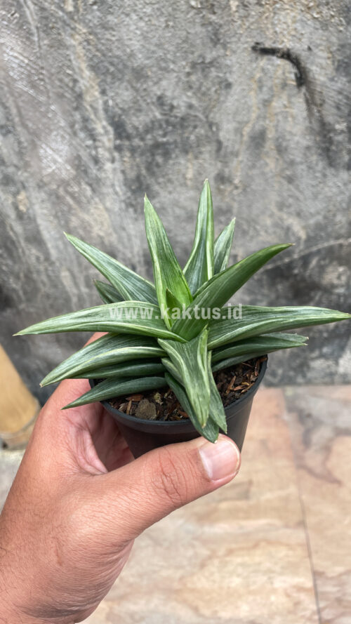 Haworthia Pentagona Silver, real gallery image #4 plants. Picture taken directly from kaktus.id community Haworthia farmer green houses.