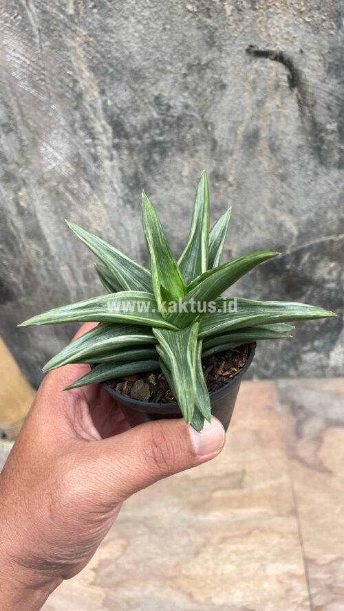 Haworthia Pentagona Silver, real gallery image #3 plants. Picture taken directly from kaktus.id community Haworthia farmer green houses.