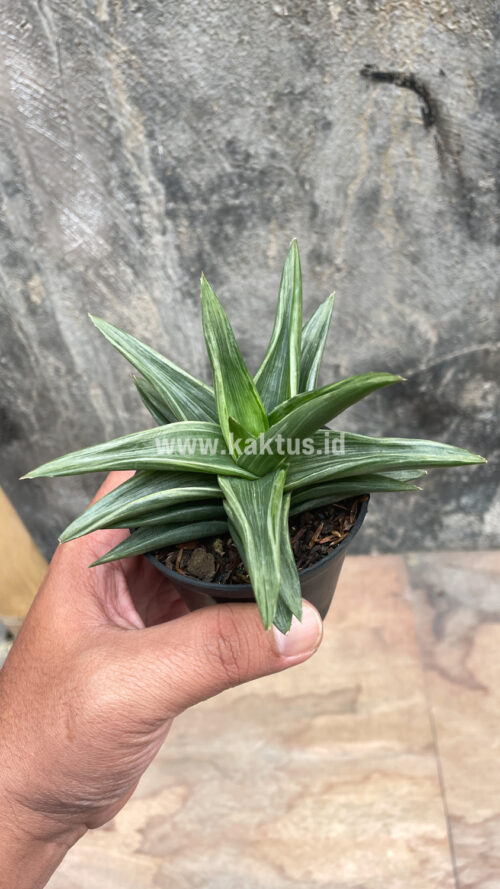 Haworthia Pentagona Silver, real gallery image #2 plants. Picture taken directly from kaktus.id community Haworthia farmer green houses.