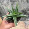 Haworthia Pentagona Silver, real feature image plant. Picture taken directly from kaktus.id community Haworthia farmer green houses.