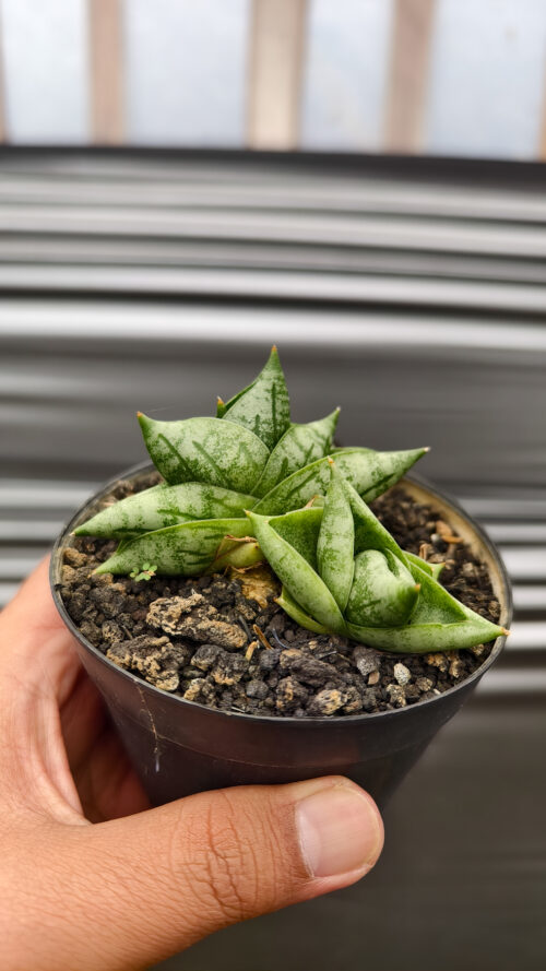 Sansevieria Boncel New Clone, real gallery image #11 plants. Picture taken directly from kaktus.id community Sansevieria farmer green houses.