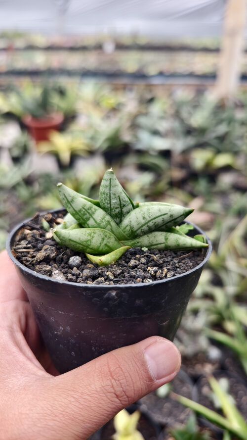Sansevieria Boncel New Clone, real gallery image #7 plants. Picture taken directly from kaktus.id community Sansevieria farmer green houses.