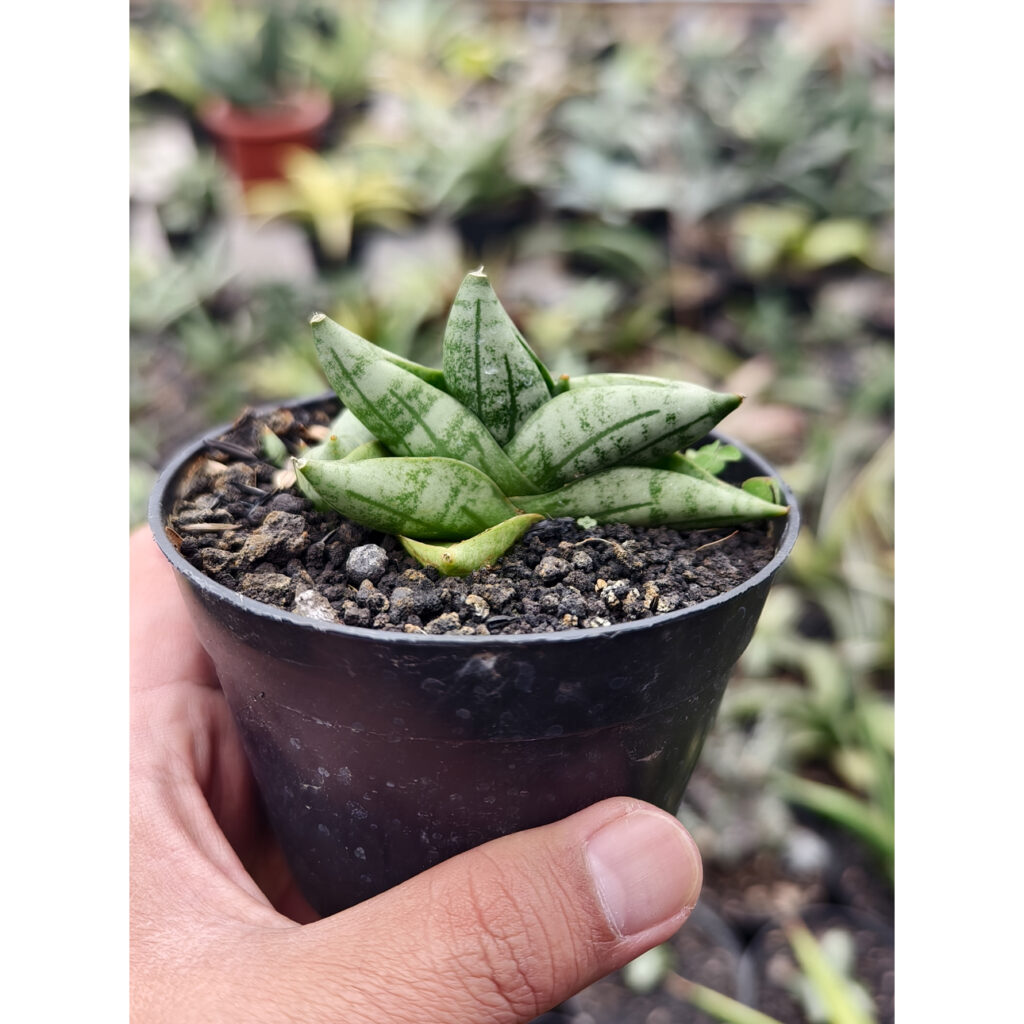 kaktus.id