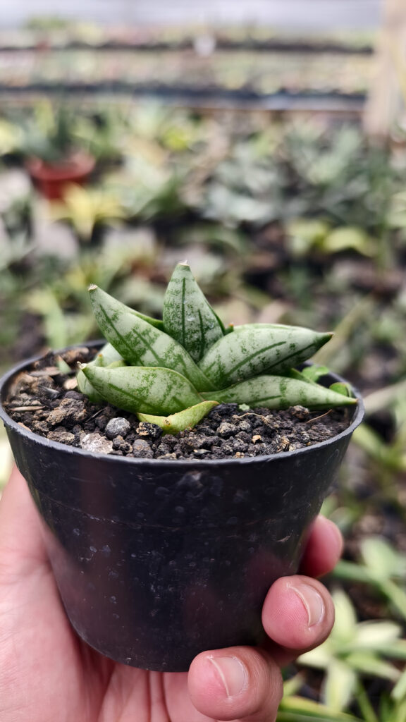 kaktus.id