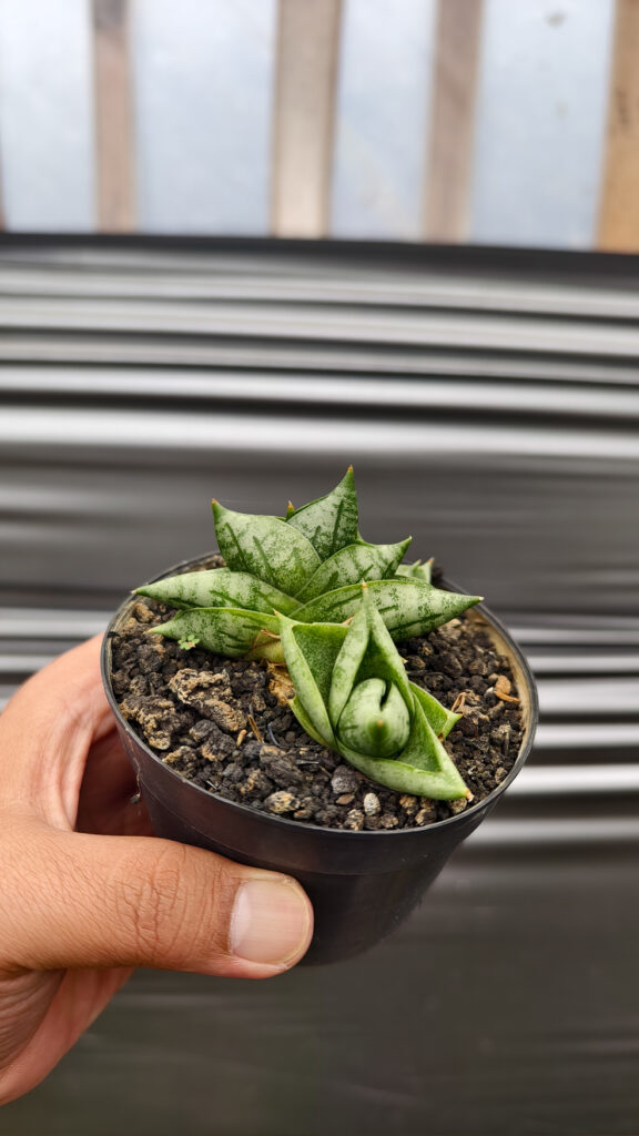 kaktus.id