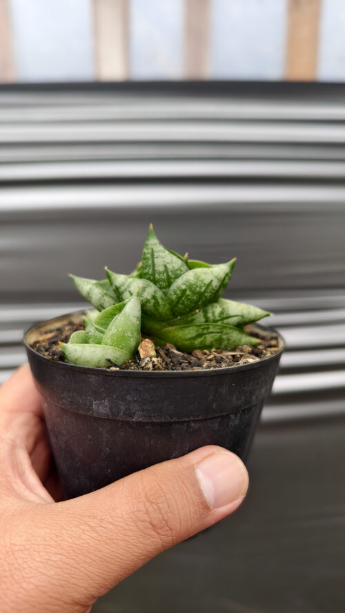 Sansevieria Boncel New Clone, real gallery image #3 plants. Picture taken directly from kaktus.id community Sansevieria farmer green houses.