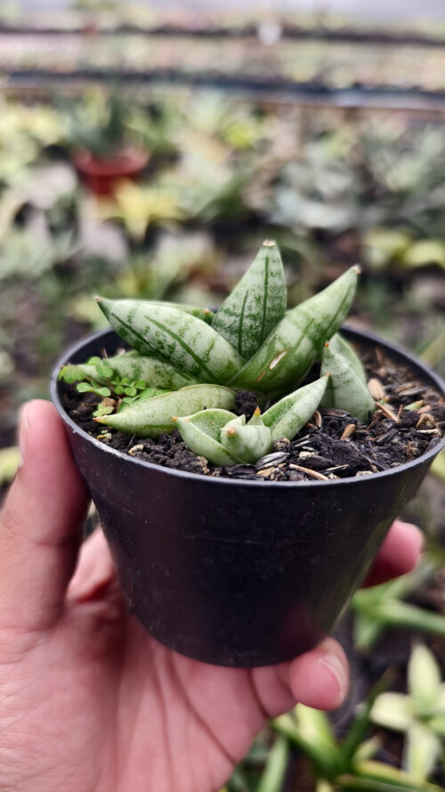Sansevieria Boncel New Clone, real gallery image #4 plants. Picture taken directly from kaktus.id community Sansevieria farmer green houses.