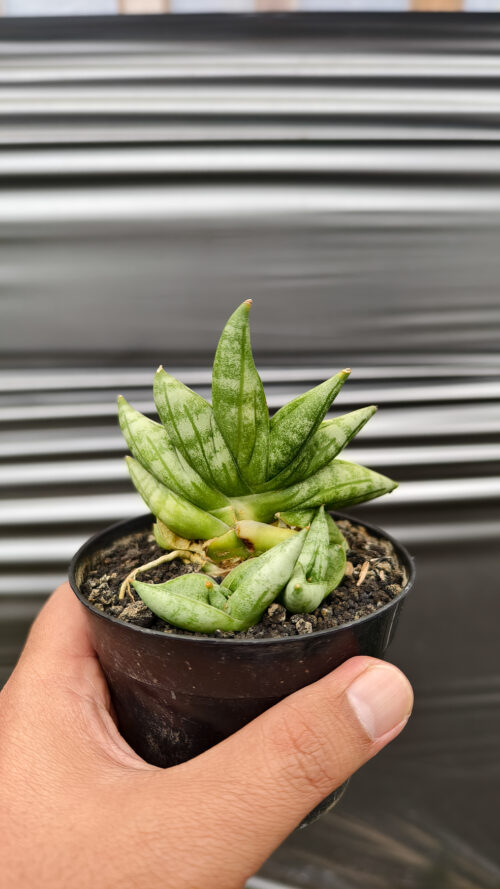 Sansevieria Boncel New Clone, real gallery image #5 plants. Picture taken directly from kaktus.id community Sansevieria farmer green houses.