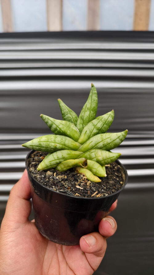 Sansevieria Boncel New Clone, real gallery image #6 plants. Picture taken directly from kaktus.id community Sansevieria farmer green houses.