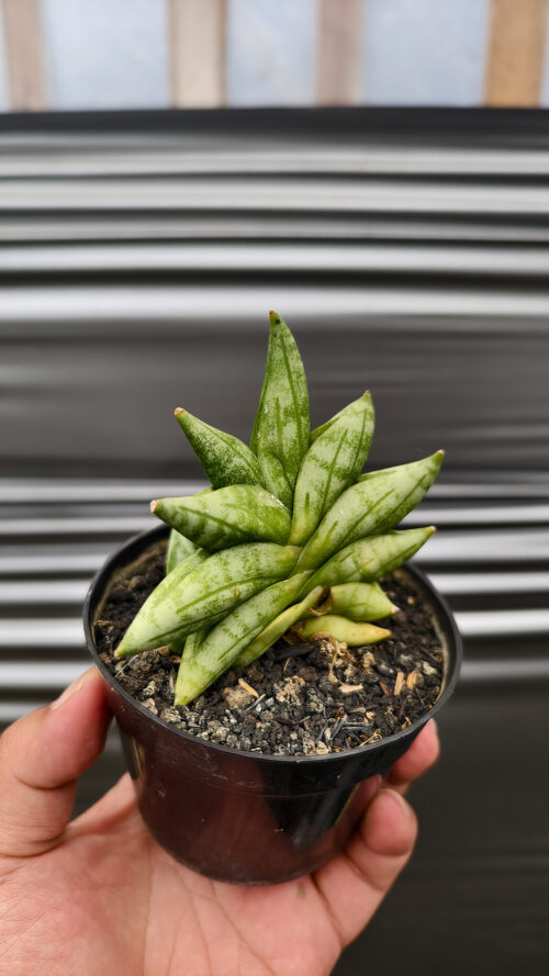 Sansevieria Boncel New Clone, real gallery image #8 plants. Picture taken directly from kaktus.id community Sansevieria farmer green houses.