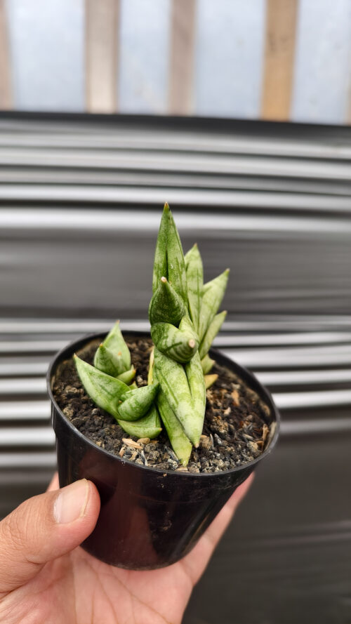 Sansevieria Boncel New Clone, real gallery image #9 plants. Picture taken directly from kaktus.id community Sansevieria farmer green houses.