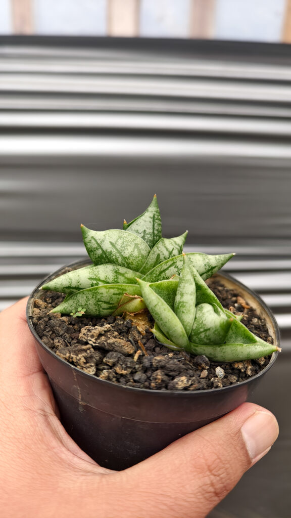 kaktus.id