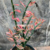 Euphorbia Pedhilantus, real feature image plant. Picture taken directly from kaktus.id community Euphorbia farmer green houses.