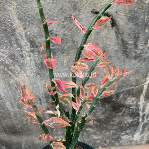 Euphorbia Pedhilantus, real gallery image #10 plants. Picture taken directly from kaktus.id community Euphorbia farmer green houses.