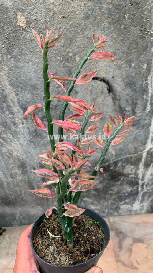 Euphorbia Pedhilantus, real gallery image #1 plants. Picture taken directly from kaktus.id community Euphorbia farmer green houses.