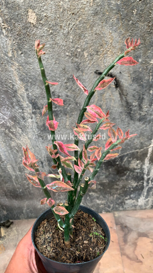 Euphorbia Pedhilantus, real gallery image #9 plants. Picture taken directly from kaktus.id community Euphorbia farmer green houses.