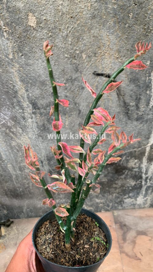 Euphorbia Pedhilantus, real gallery image #8 plants. Picture taken directly from kaktus.id community Euphorbia farmer green houses.