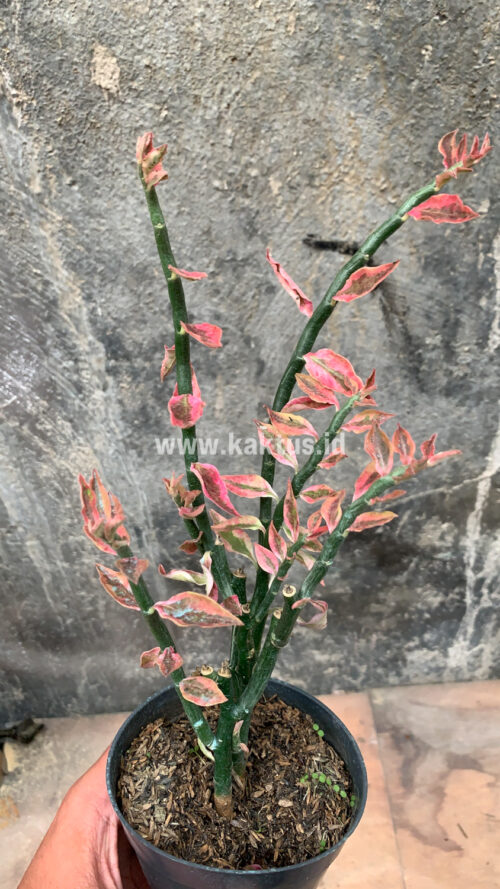 Euphorbia Pedhilantus, real gallery image #7 plants. Picture taken directly from kaktus.id community Euphorbia farmer green houses.