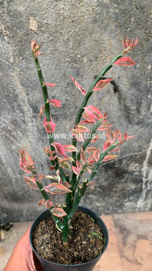 Euphorbia Pedhilantus, real gallery image #6 plants. Picture taken directly from kaktus.id community Euphorbia farmer green houses.