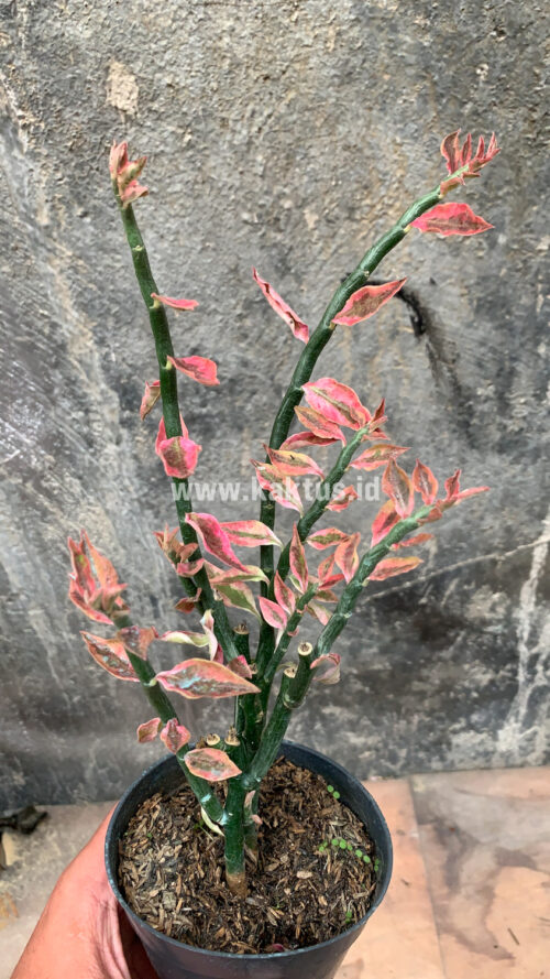 Euphorbia Pedhilantus, real gallery image #5 plants. Picture taken directly from kaktus.id community Euphorbia farmer green houses.