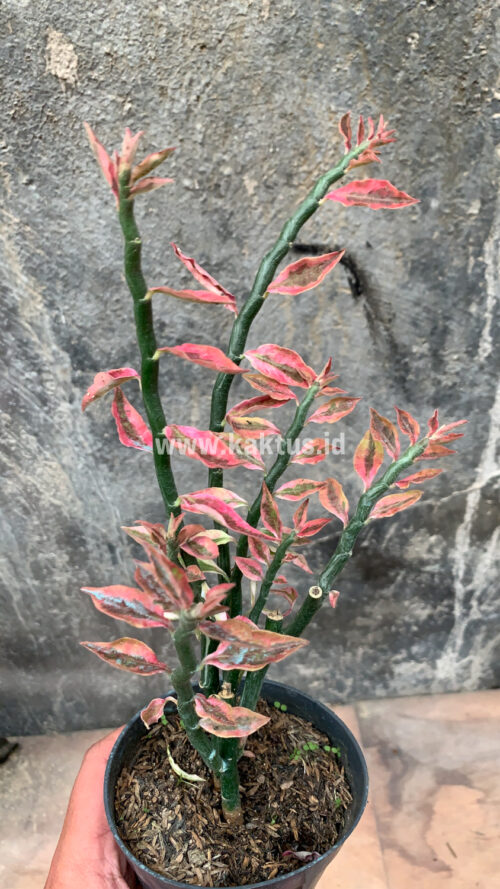 Euphorbia Pedhilantus, real gallery image #4 plants. Picture taken directly from kaktus.id community Euphorbia farmer green houses.
