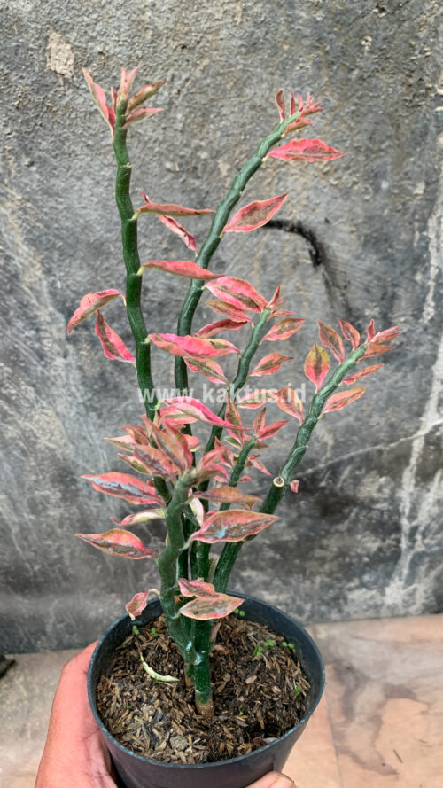 Euphorbia Pedhilantus, real gallery image #3 plants. Picture taken directly from kaktus.id community Euphorbia farmer green houses.