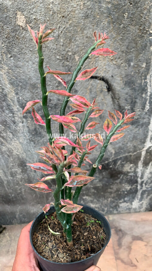 Euphorbia Pedhilantus, real gallery image #2 plants. Picture taken directly from kaktus.id community Euphorbia farmer green houses.