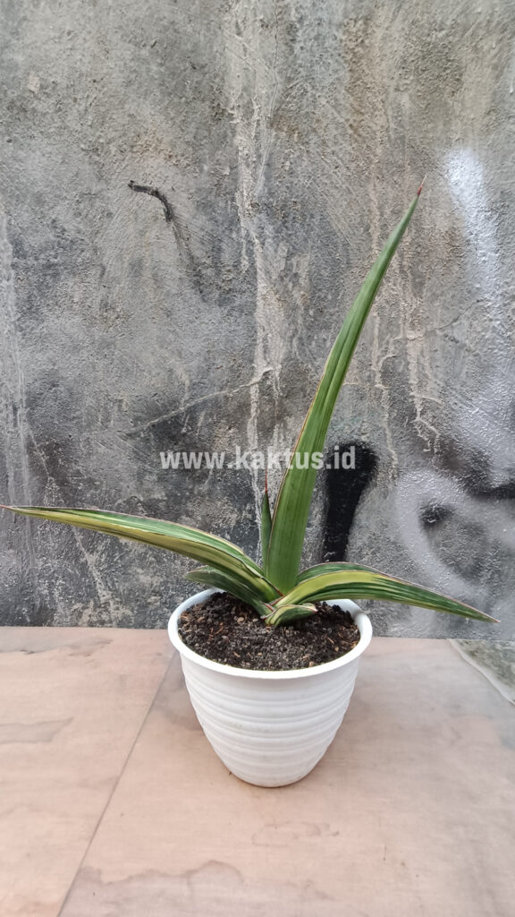 kaktus.id