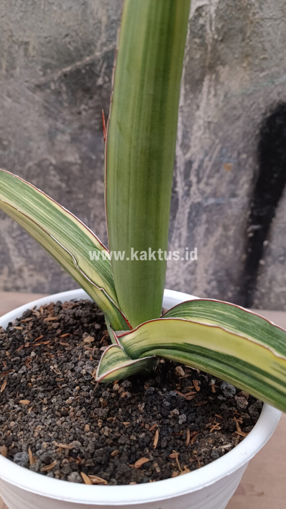 kaktus.id