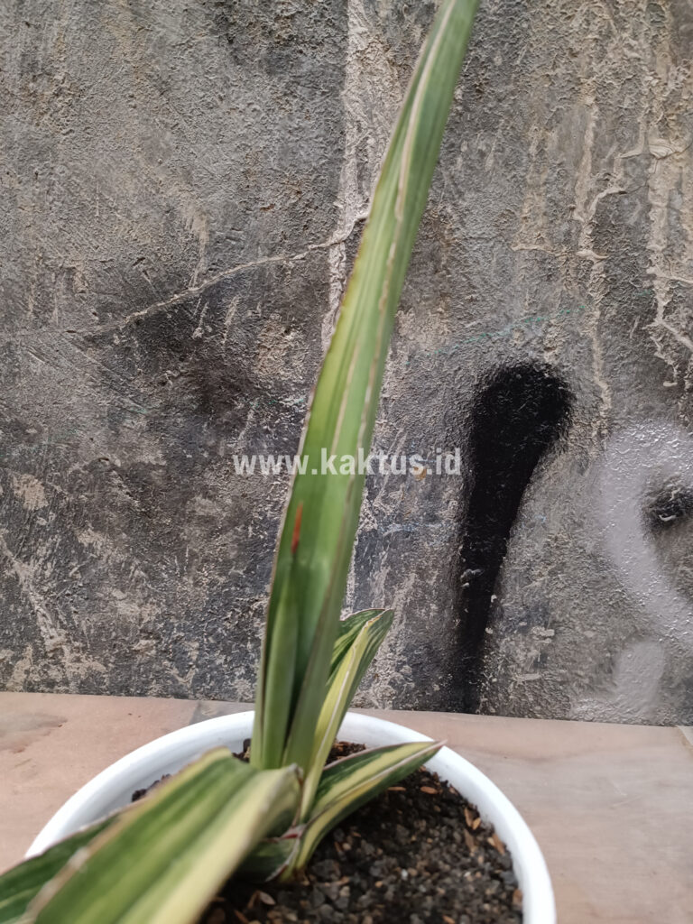 kaktus.id
