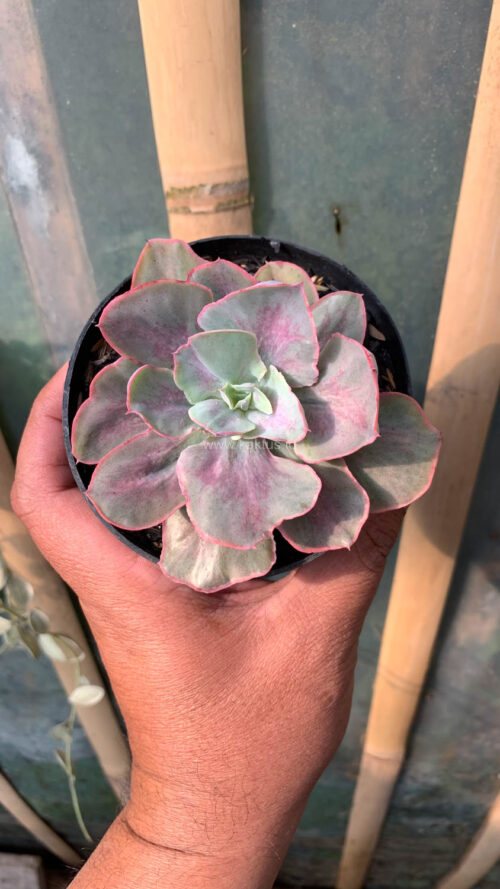 Echeveria Chantilly Moonshine, real gallery image #3 plants. Picture taken directly from kaktus.id community Echeveria farmer green houses.