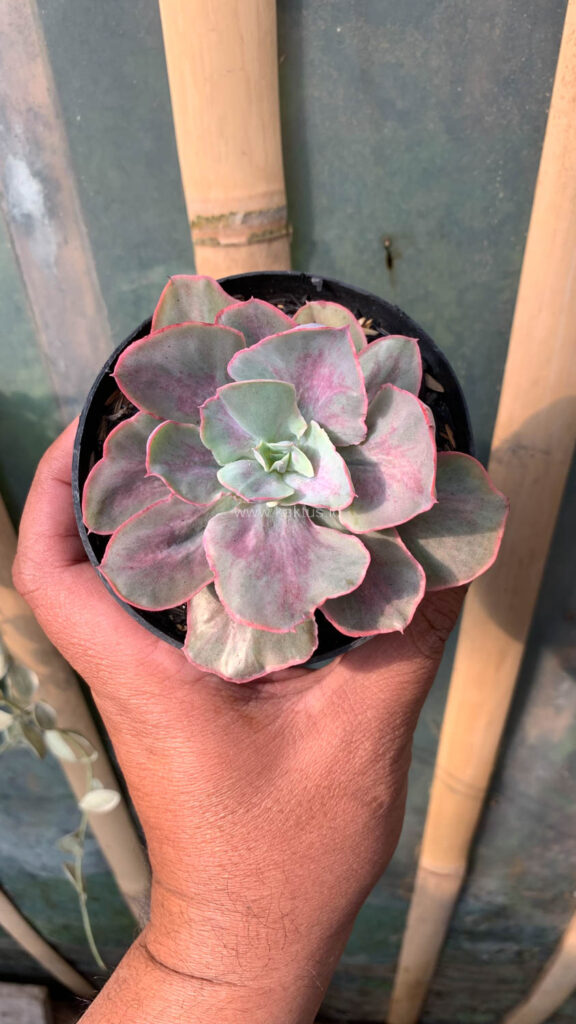kaktus.id