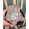 Echeveria Chantilly Moonshine, real feature image plant. Picture taken directly from kaktus.id community Echeveria farmer green houses.