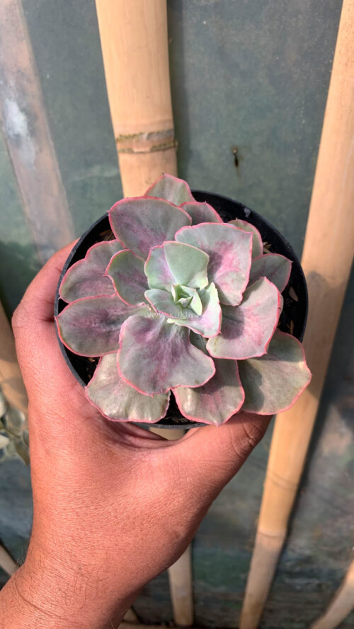 Echeveria Chantilly Moonshine, real gallery image #10 plants. Picture taken directly from kaktus.id community Echeveria farmer green houses.